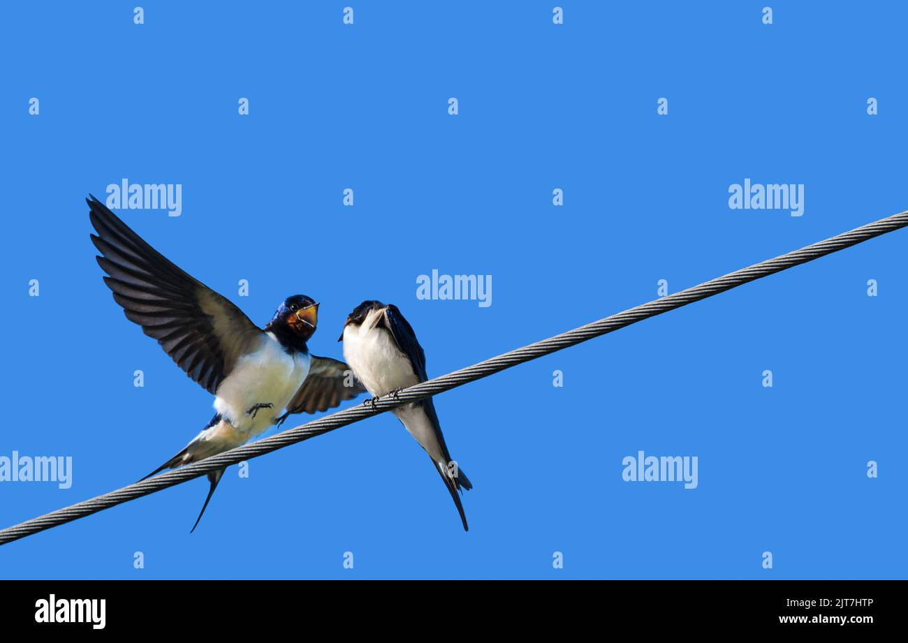 Zwei Scheunenschwalben, einer sitzt auf einem Drahtseil, der andere breitet seine Flügel aus, Minimalismus, Drittelregel, Textraum, blauer Himmel Stockfoto