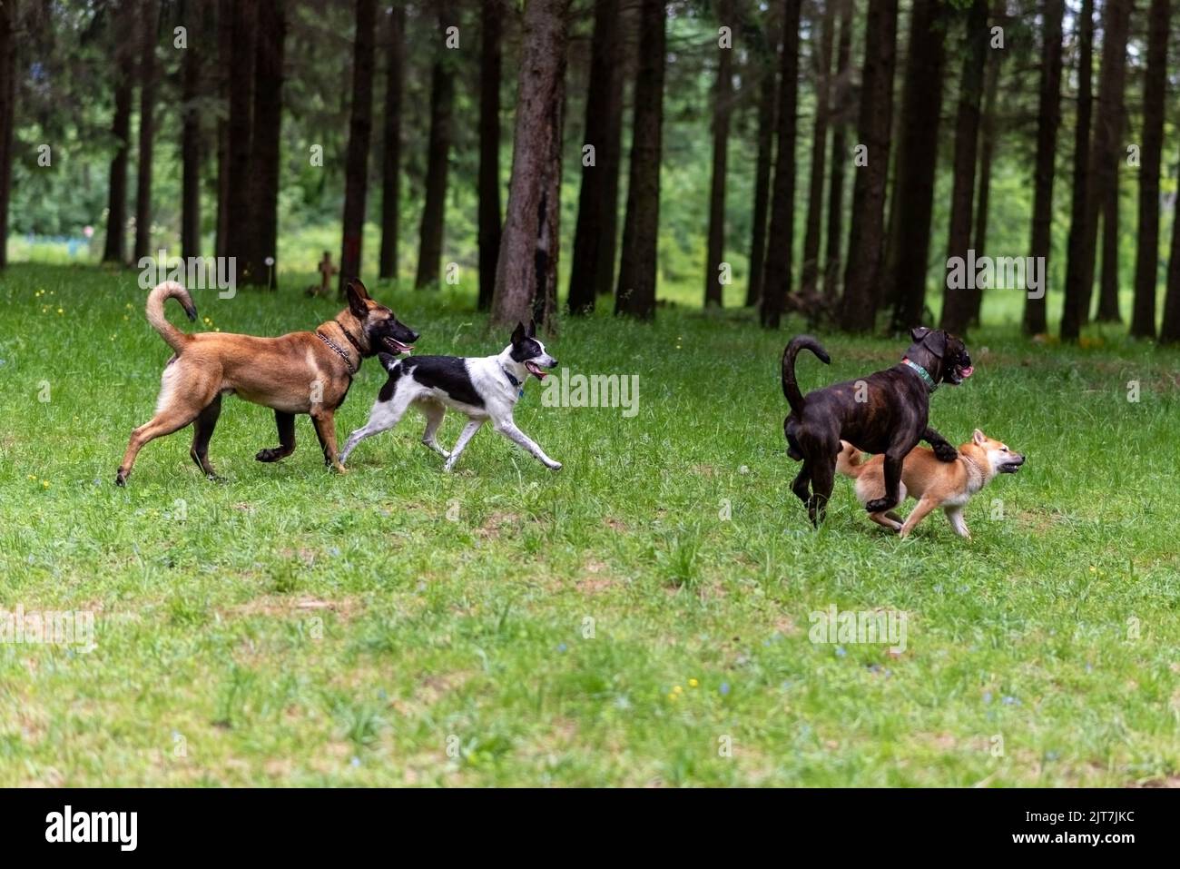 Belgischer Schäferhund und Boxer beim Spaziergang im Park. Hochwertige Fotos Stockfoto