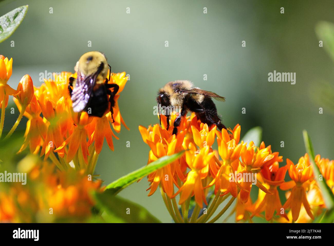 Eine Nahaufnahme einer braungelbenen Hummel auf der orangefarbenen Blume Stockfoto