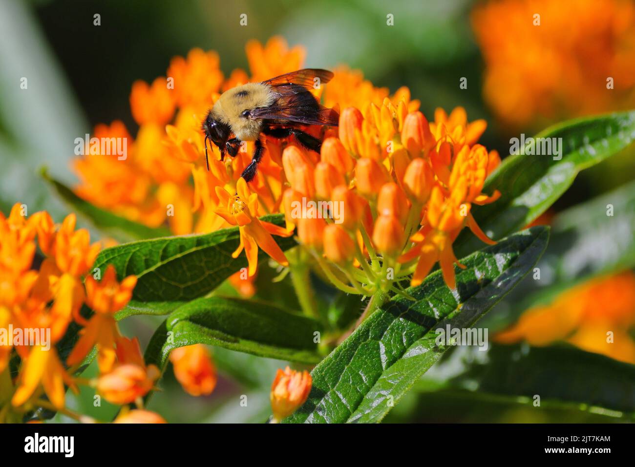 Eine Nahaufnahme einer braungelbenen Hummel auf der orangefarbenen Blume Stockfoto