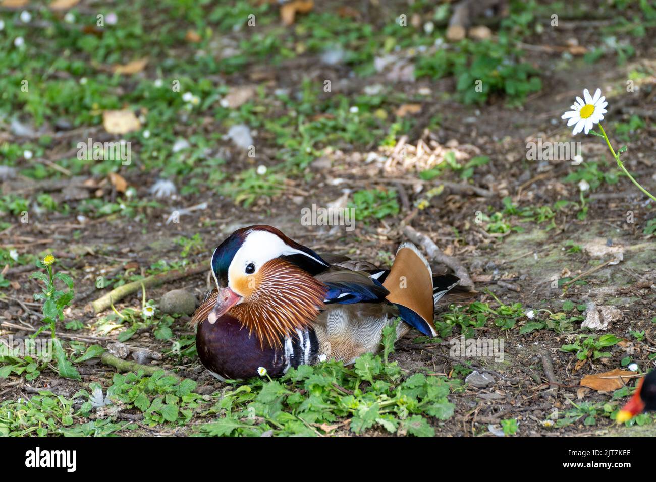 Eine männliche Mandarinente, die im Schatten in der Nähe von Unkraut sitzt Stockfoto