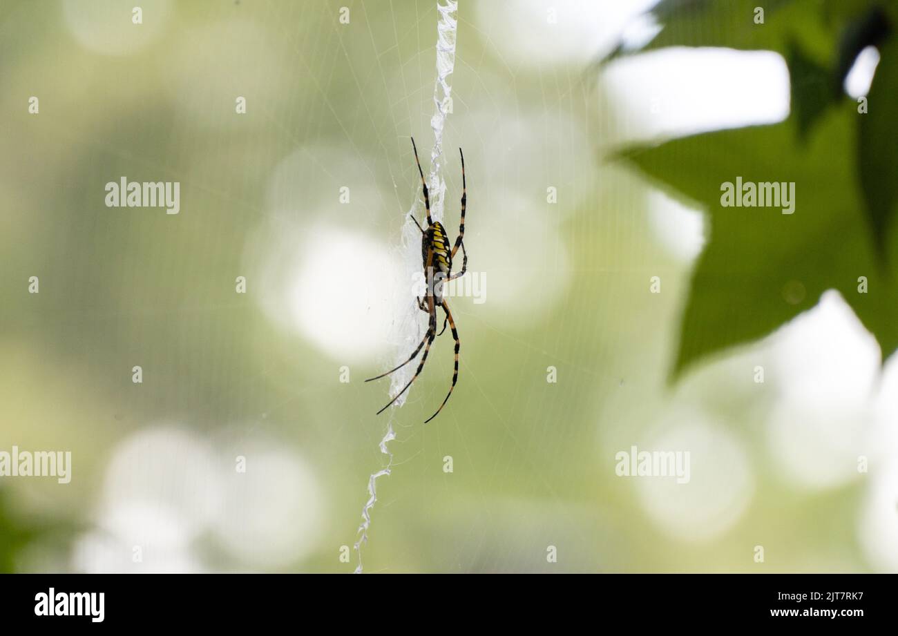 Eine große schwarze und gelbe Gartenspinne, die aus ihrem Netz hängt Stockfoto