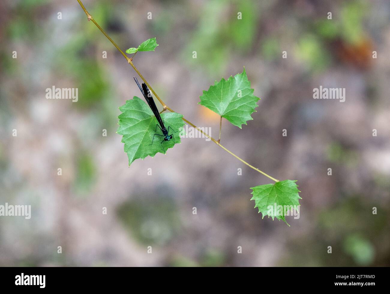 Eine dünne Damselfliege, die auf einer Weinrebe thront Stockfoto