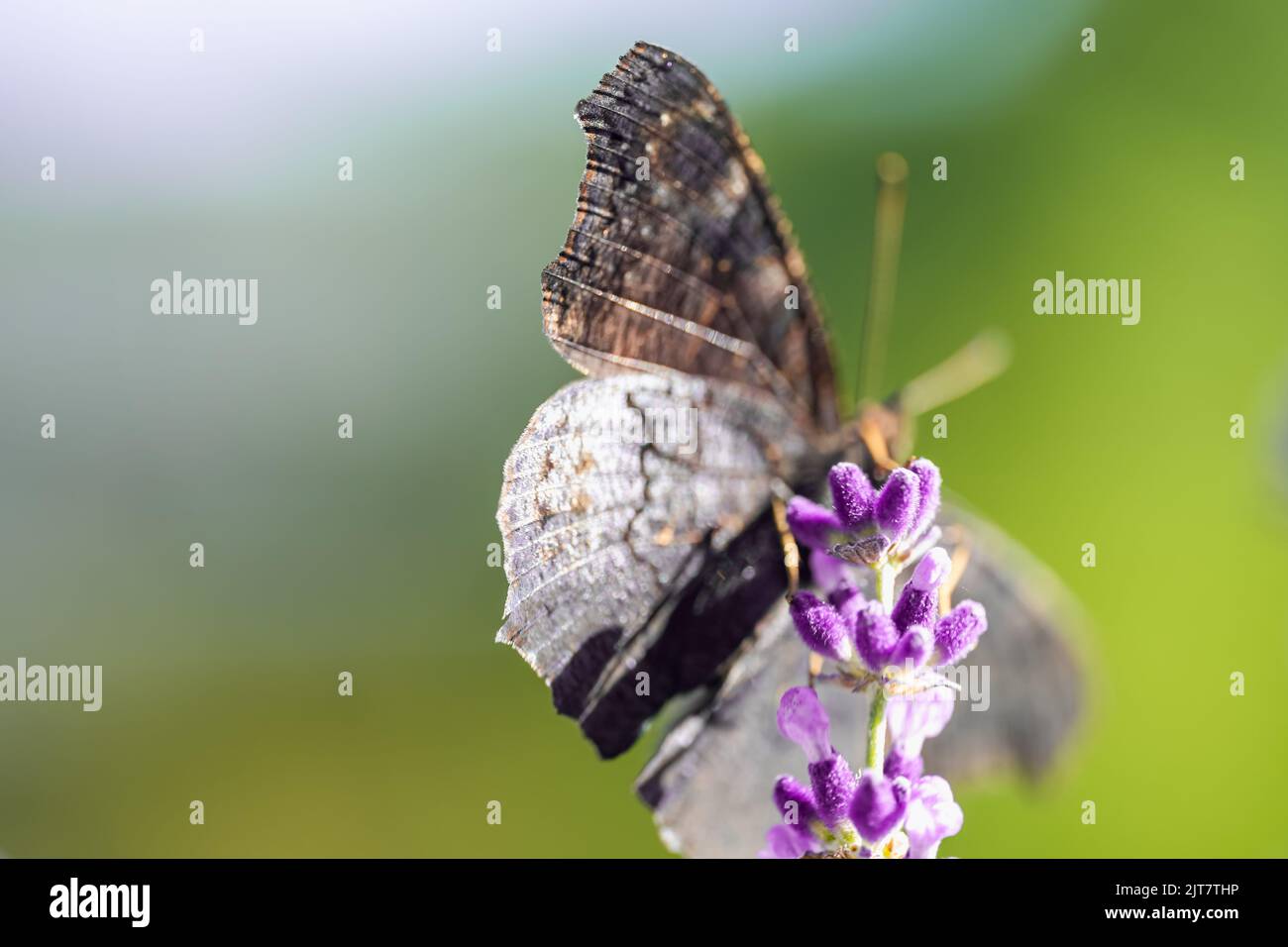 Der Pfauenschmetterling auf einem Lavendel im Feld, Makroansicht Stockfoto