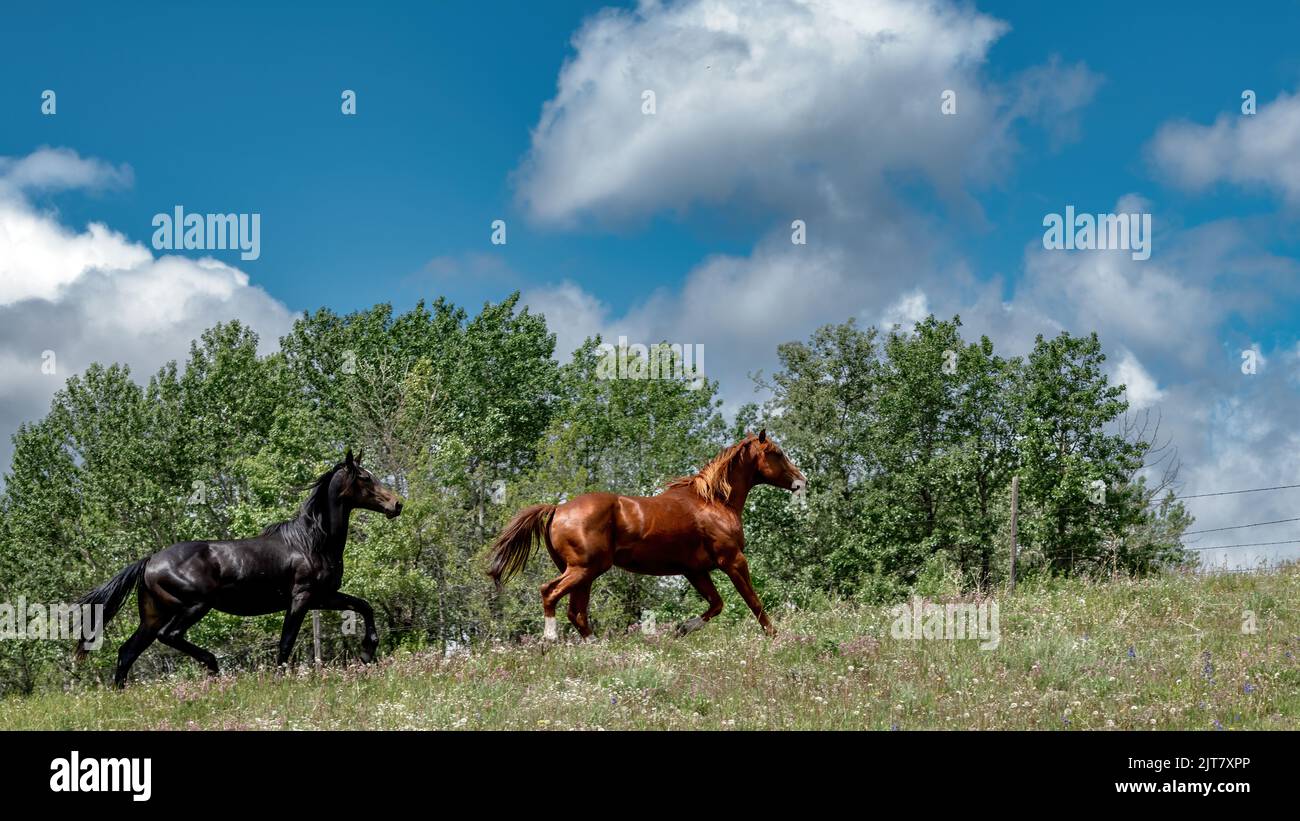 Schöne Pferde traben entlang einer Zaunlinie. Stockfoto