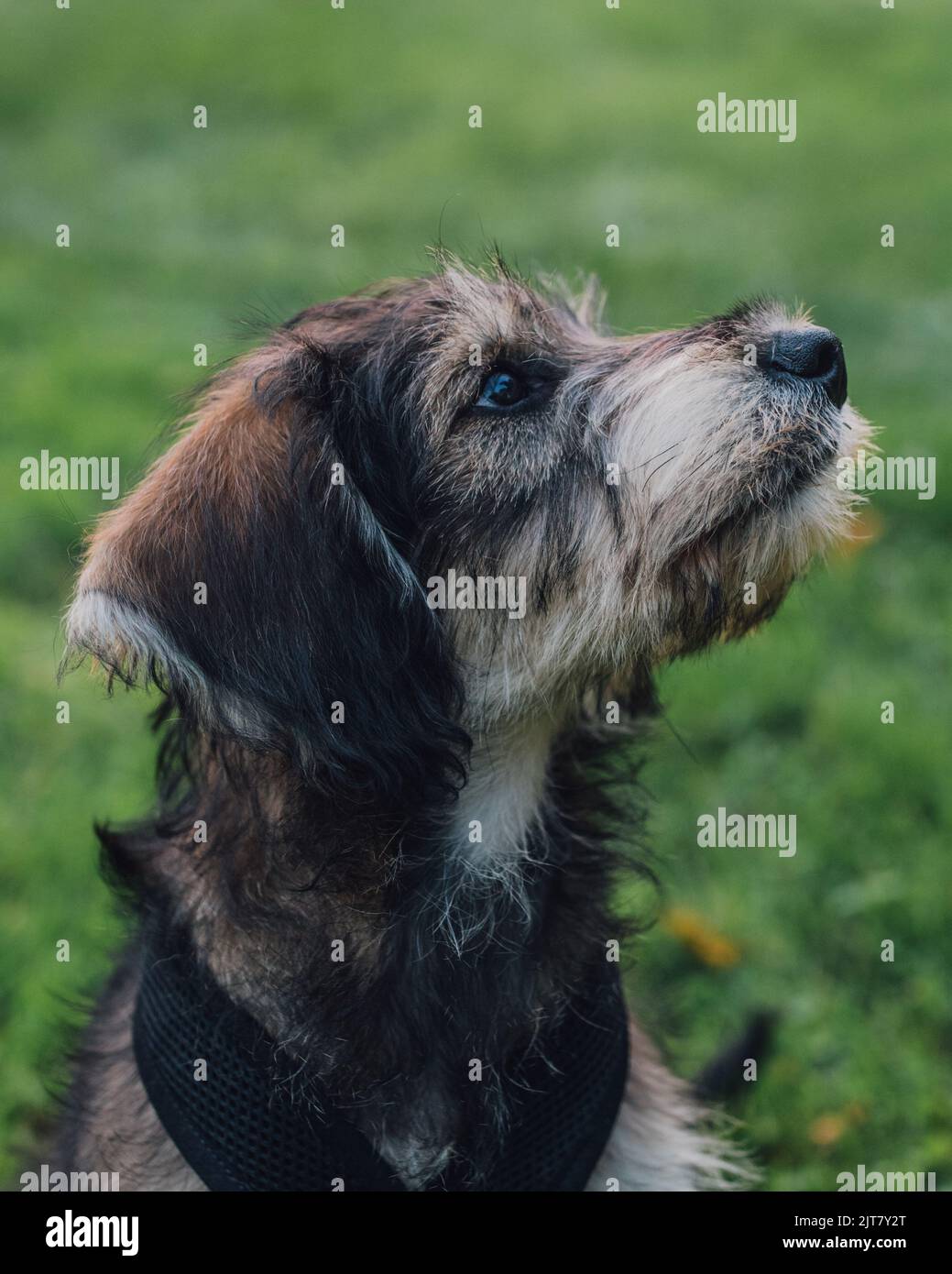 Welpen Hund portait Profil im Graspark Stockfoto