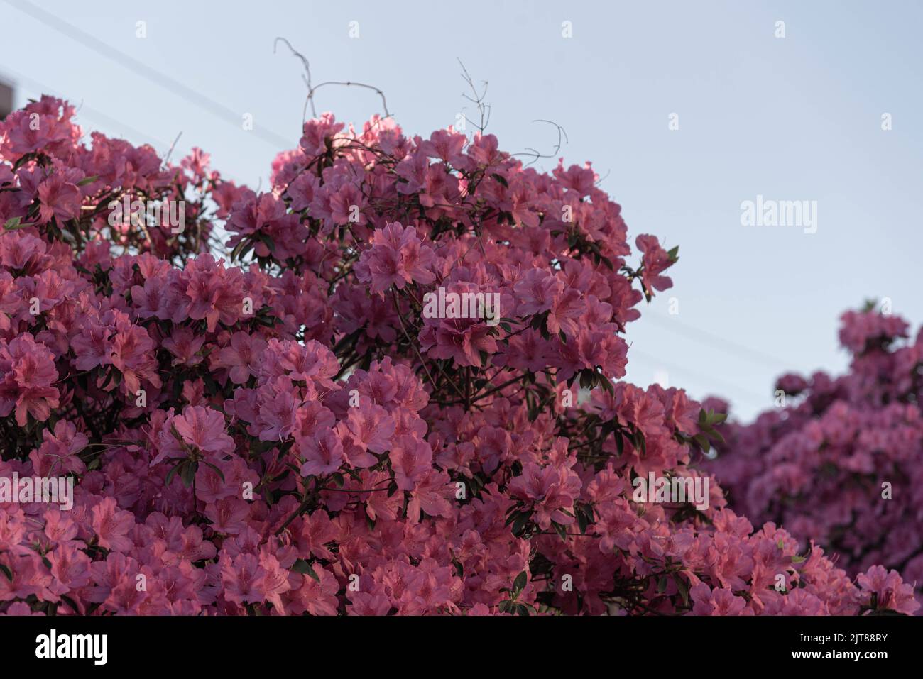 Pflanzen und Blumen von Rhododendron simsii. Die Azalee oder Azalee[Anmerkung 1] ist ein Strauch von Blumen in der Gattung der Rhododendren klassifiziert, gibt es deci Stockfoto