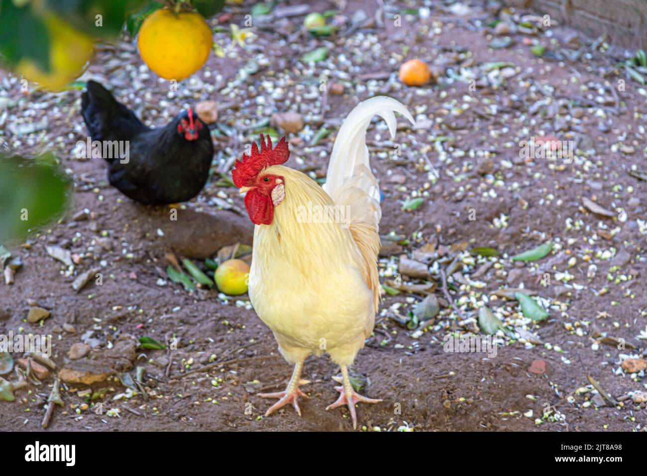 Roter Haubenhund im Hof lose. Hühnerzucht im Hinterhof. Hühnervögel. Stockfoto