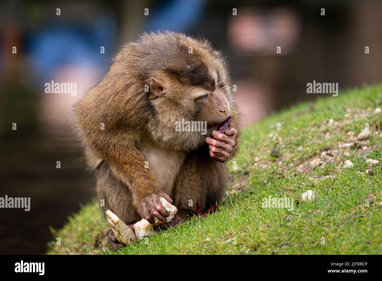 Eine selektive Fokusaufnahme eines Südschweinschwanz-Makaken, der auf dem Gras sitzt Stockfoto