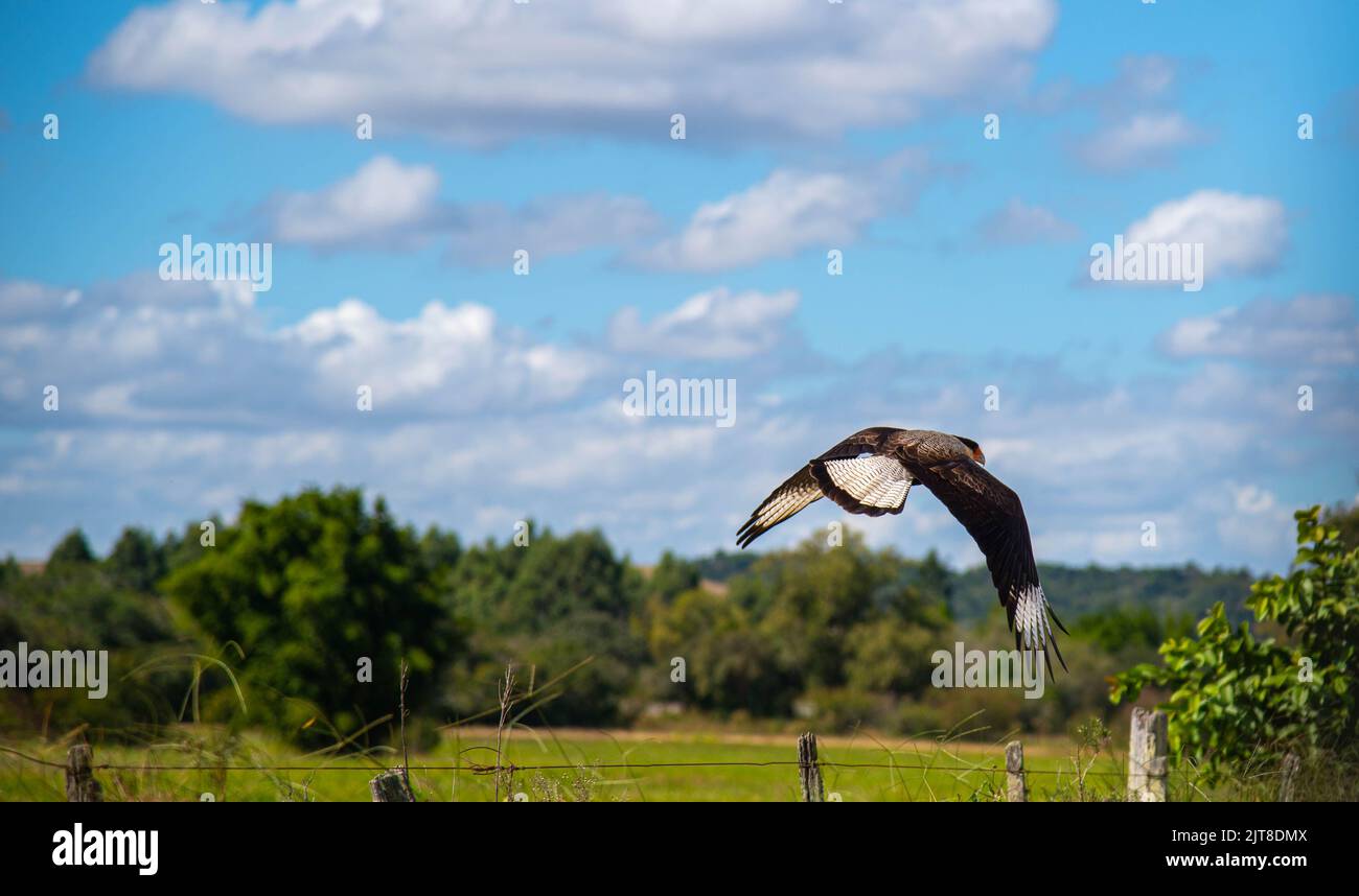 Der Flug des Caracara plancus Hawk. Greifvogelflug. Tier in Wildtierumgebung. Eine Raubvogelart im Falconif-Orden Stockfoto