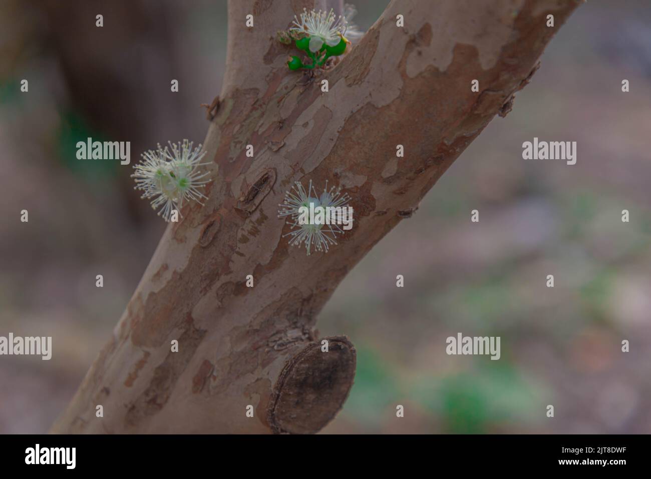 Stamm und Blüten von Myrciaria cauliflora Baum. Beliebter Name: jabuticaba. Herkunft: Brasilianisch. Eigenschaften: Es handelt sich um eine Waldbeere mit einem dunkelvioletten oder Stockfoto