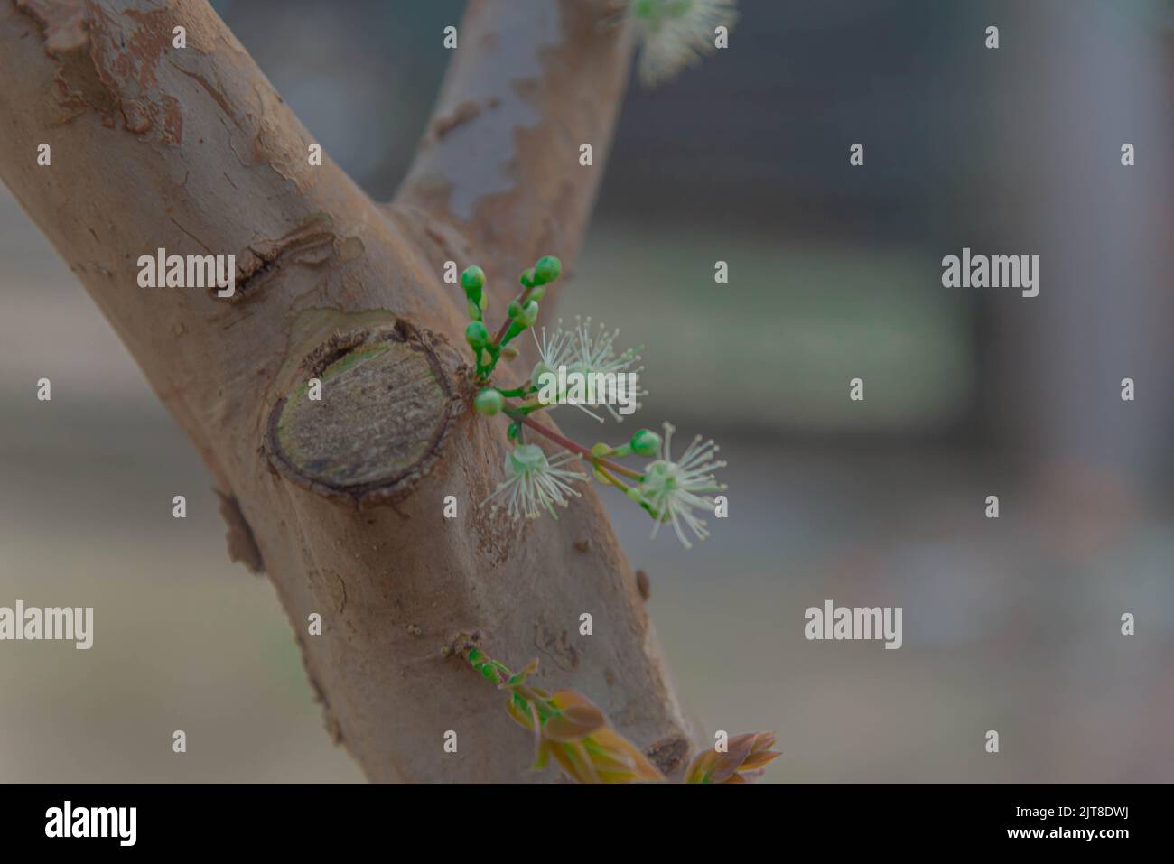 Stamm und Blüten von Myrciaria cauliflora Baum. Beliebter Name: jabuticaba. Herkunft: Brasilianisch. Eigenschaften: Es handelt sich um eine Waldbeere mit einem dunkelvioletten oder Stockfoto