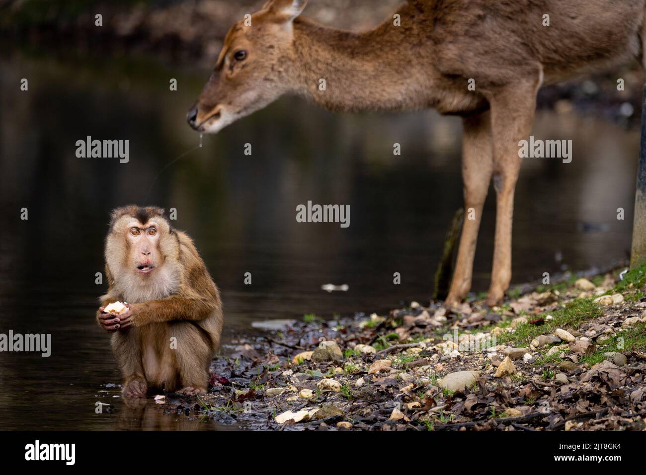 Eine Nahaufnahme eines Elderhirsches neben einem südlichen Schweinschwanz-Makaken in der Nähe des Sees Stockfoto