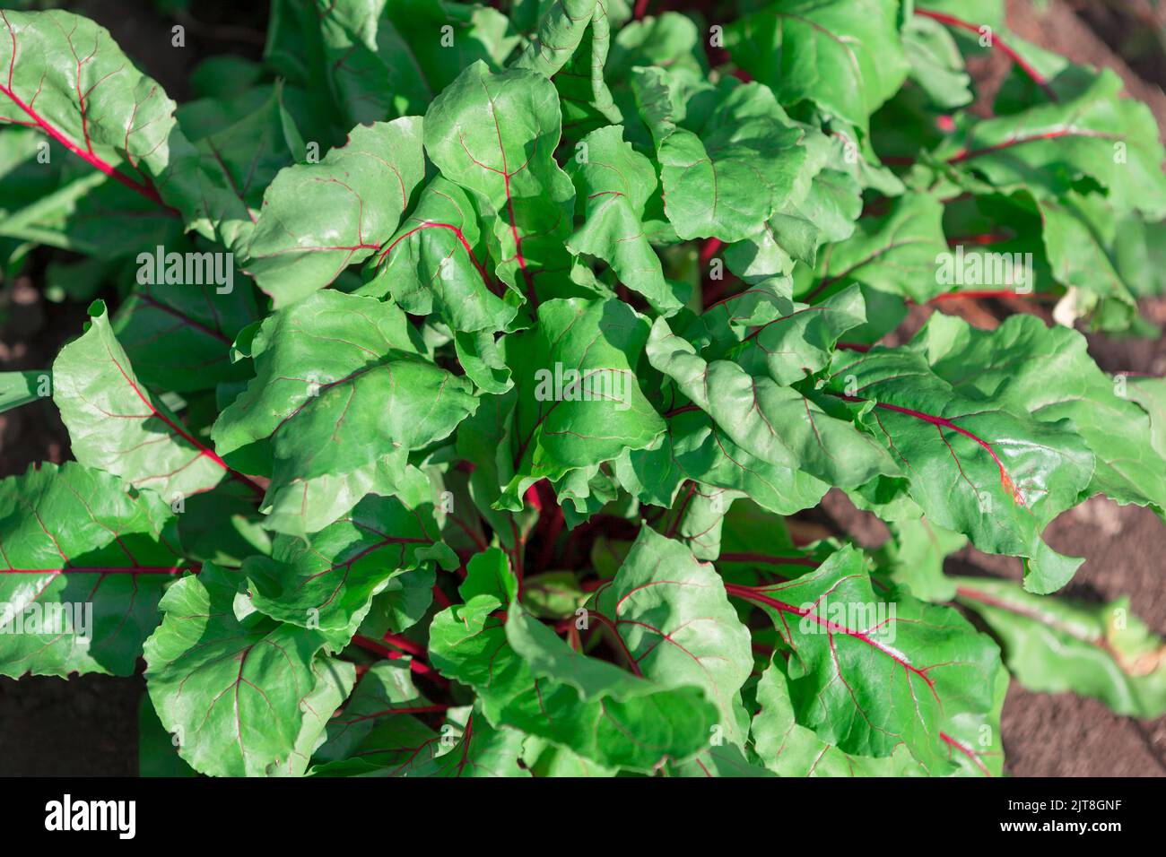 Rote Bete Blätter . Gemüse im Garten . Selbstgewachsene Rüben Stockfoto