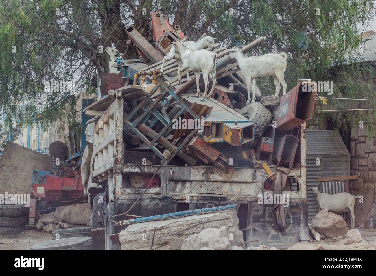 Ziegen auf einem Schrott-LKW in Hargeisa, der Hauptstadt von Somaliland Stockfoto