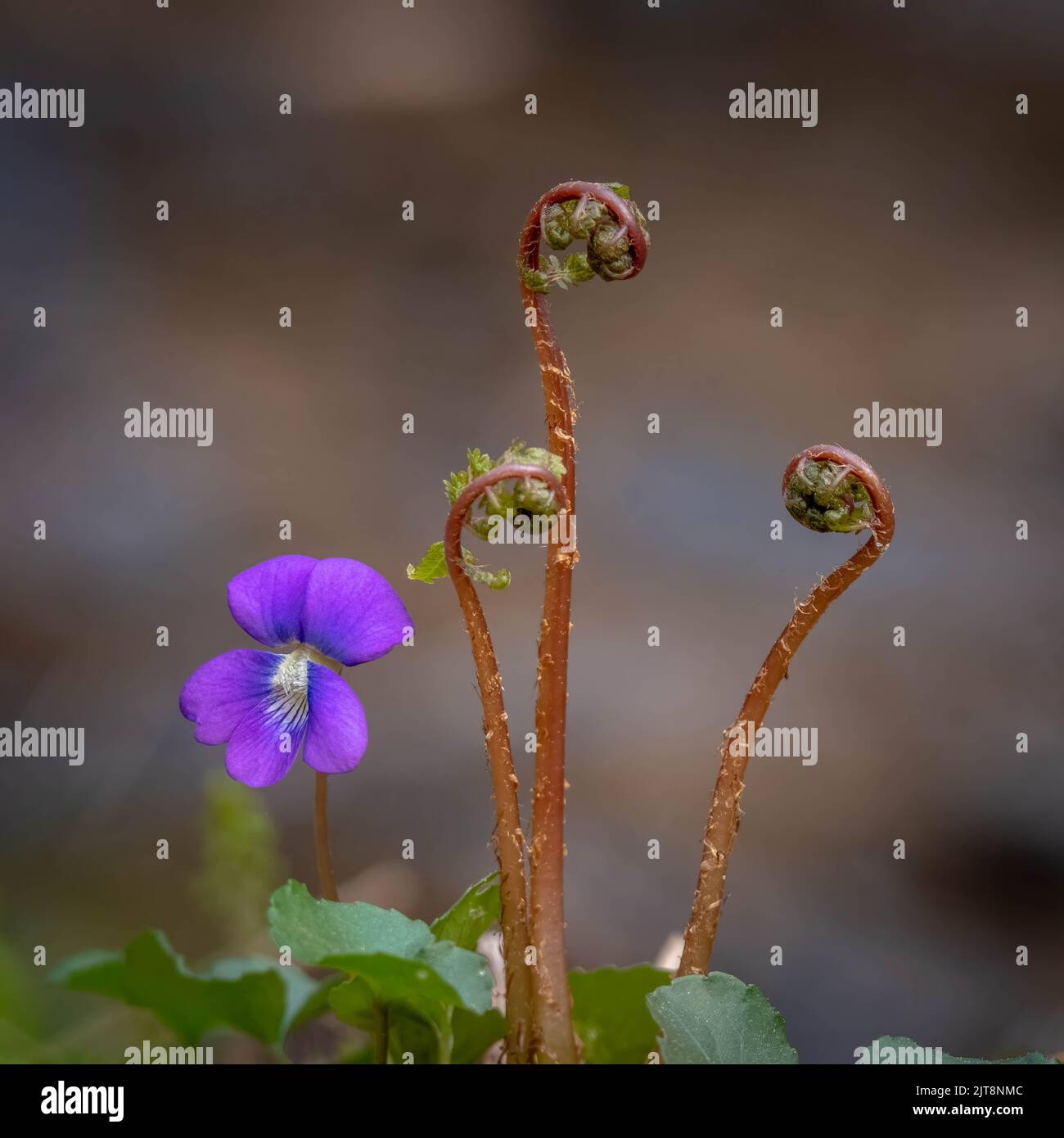 Aus dem Waldboden sprießen ein Blaues Violett (Viola sororia) und ein Trio von Wedeln oder Geigen eines Weihnachtsfarns (Polystichum acrostichoides) Stockfoto