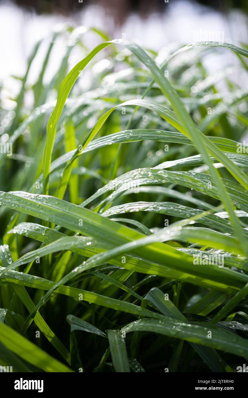 Feuchtes Zitronengras nach dem Regen Stockfoto