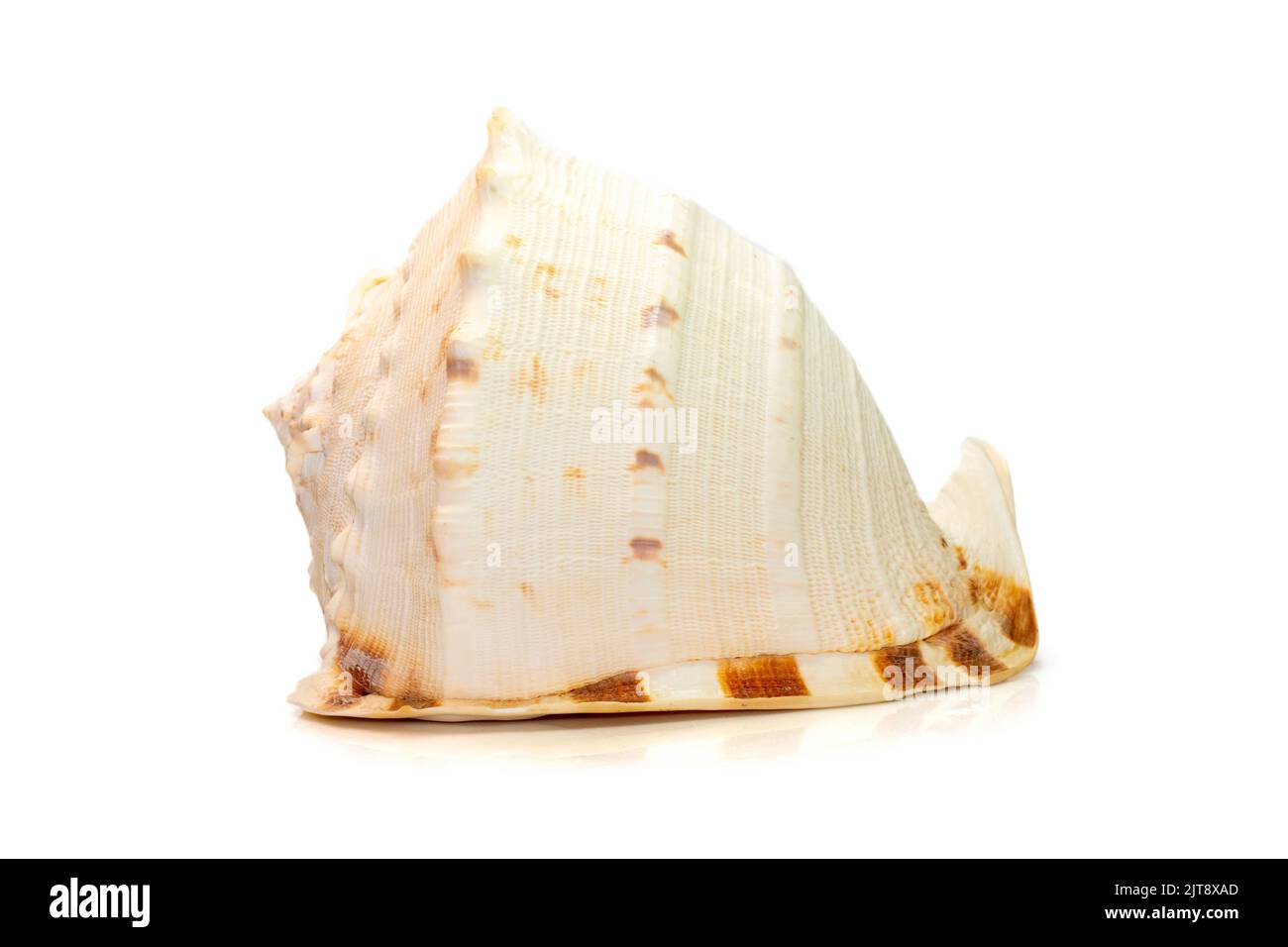 Bild von Horned Helmet Sea Shells. (cassis Cornuta) ist eine extrem große Seeschnecke, die auf weißem Hintergrund isoliert ist. Unterwassertiere. Sea Shel Stockfoto