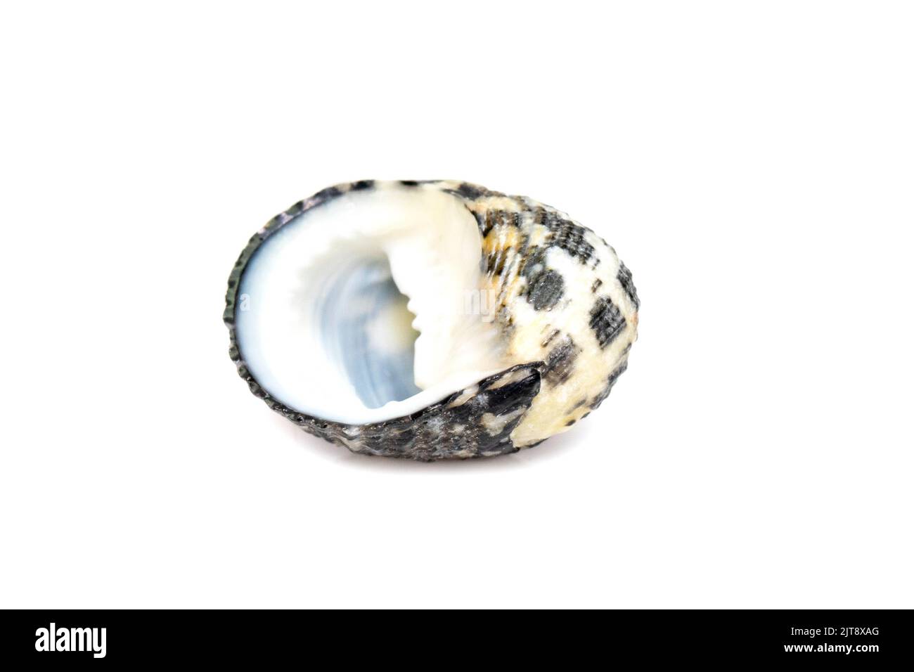Bild von nerita undata Shell ist eine Art von Meeresschnecke, einer Meeresschnecke aus der Familie neritidae, die auf weißem Hintergrund isoliert ist. Unterwasseranim Stockfoto