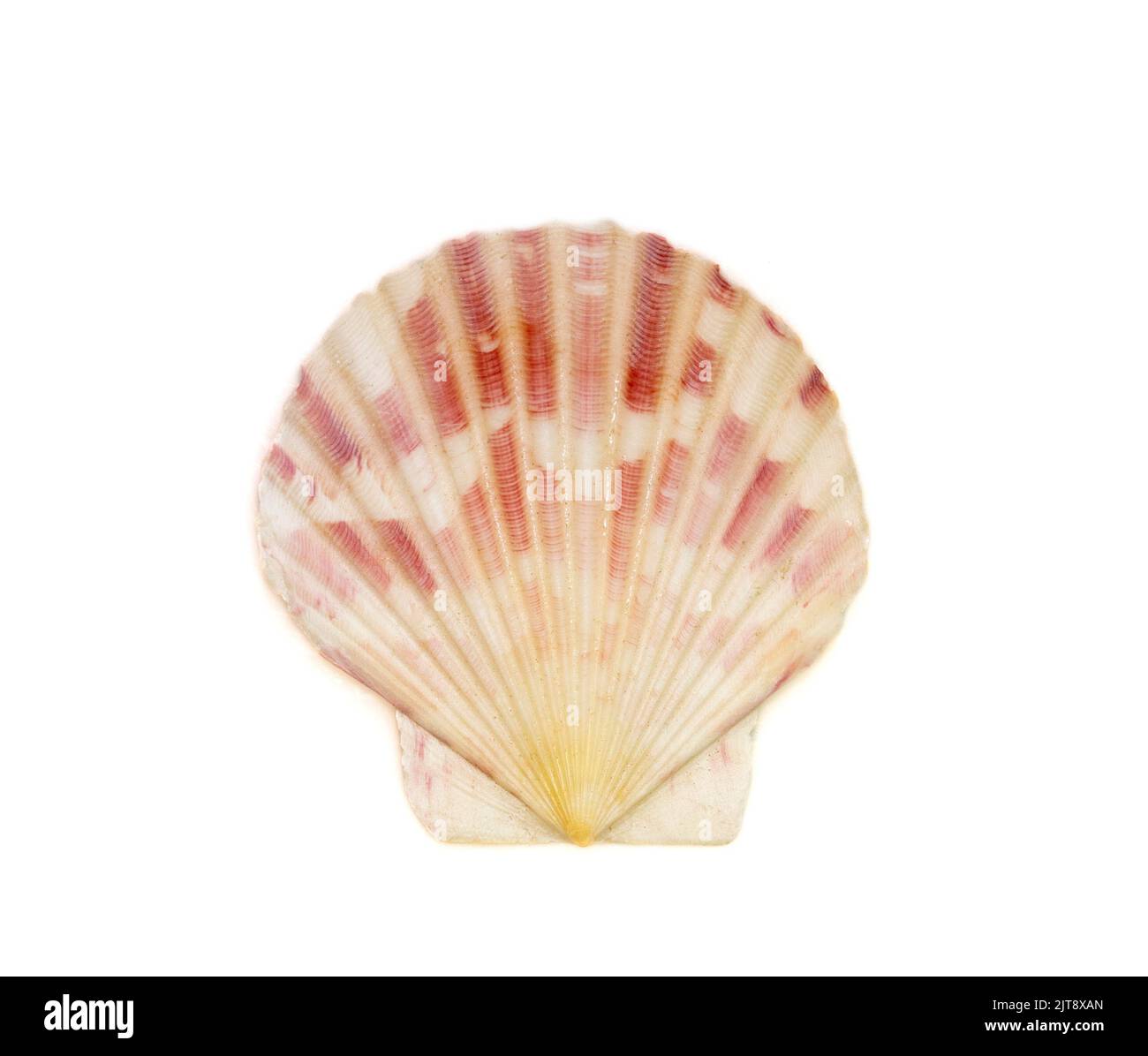 Bild von decatopecten amiculum Meeresmuschel isoliert auf weißem Hintergrund. Unterwassertiere. Muscheln Stockfoto