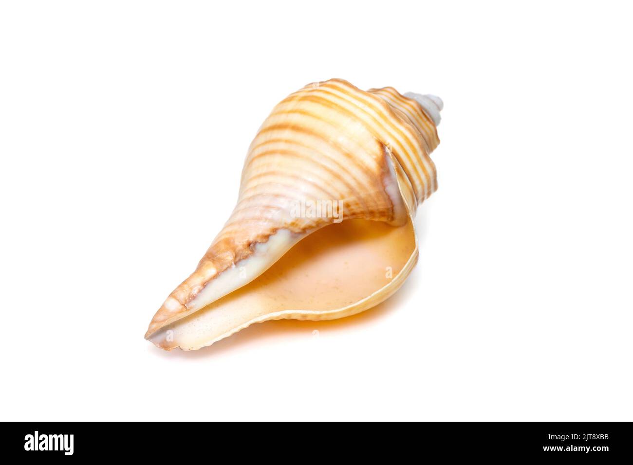 Bild von Hemifusus-Muscheln eine Gattung mariner Gastropoden-Weichtiere aus der Familie Melongenidae isoliert auf weißem Hintergrund. Unterwassertiere. Sea Shel Stockfoto