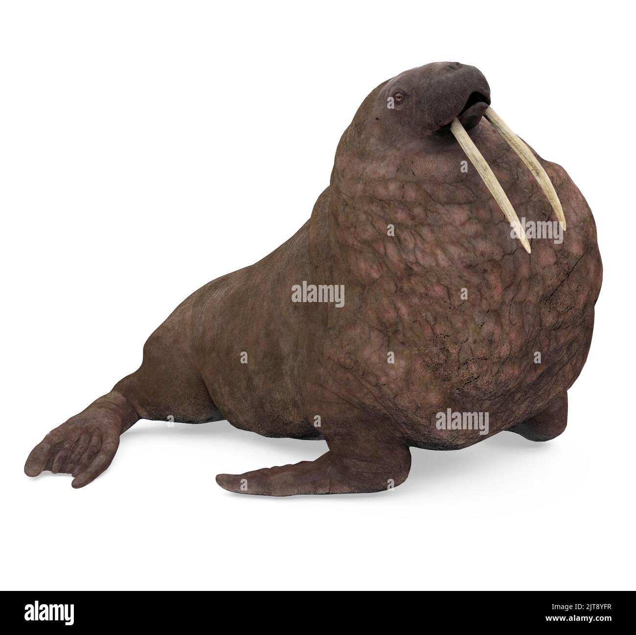 Walrus Mammal Animal Isoliert Stockfoto