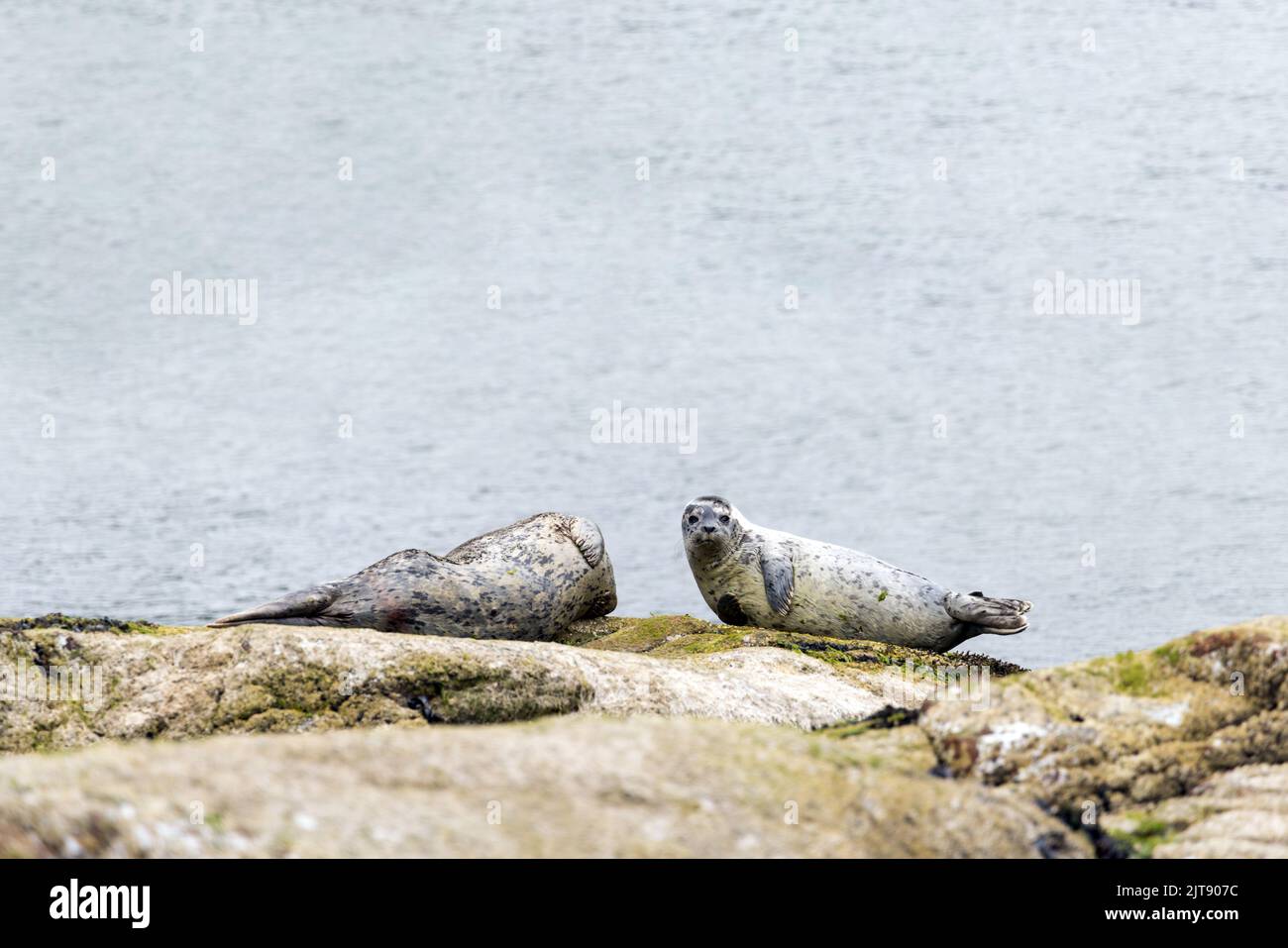 Zwei Seehunde auf einer felsigen Insel vor der Küste von Vancouver, British Columbia, Kanada. Stockfoto