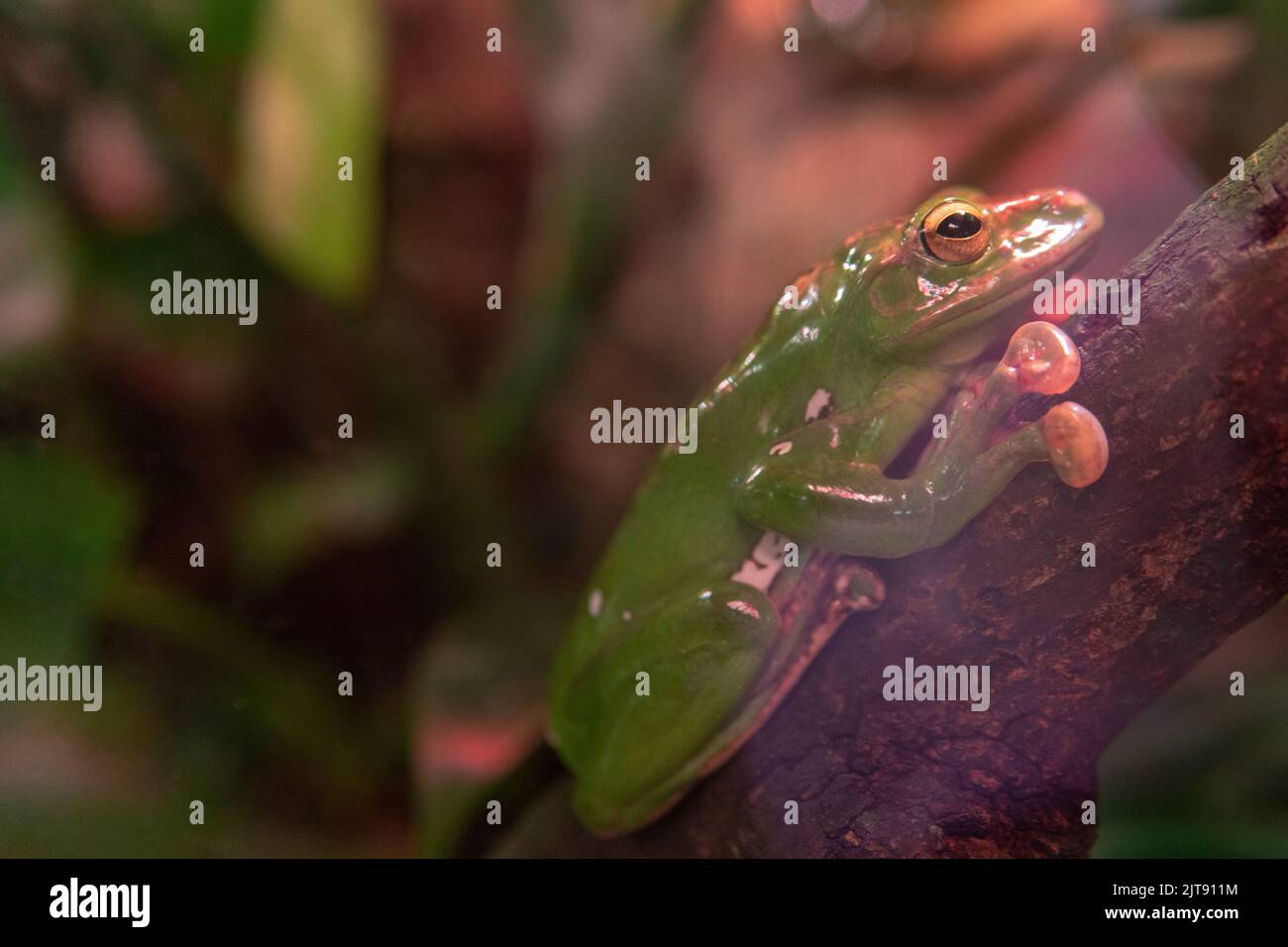 Frosch grün Natur Tierwelt isoliert Illustration Amphibien niedlich, aus Charakter glücklich aus weiß aus Spaß Schnitt, Zunge Profil. Wasserdesign Stockfoto