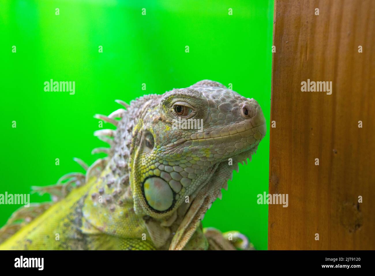 Tier Hintergrund wild Reptil Eidechse Natur Wildtiere weißen Schwanz, Konzept exotische tropische aus klein von Gecko t, Haustier Dino. Orange Logo Spaß, Leguan Stockfoto