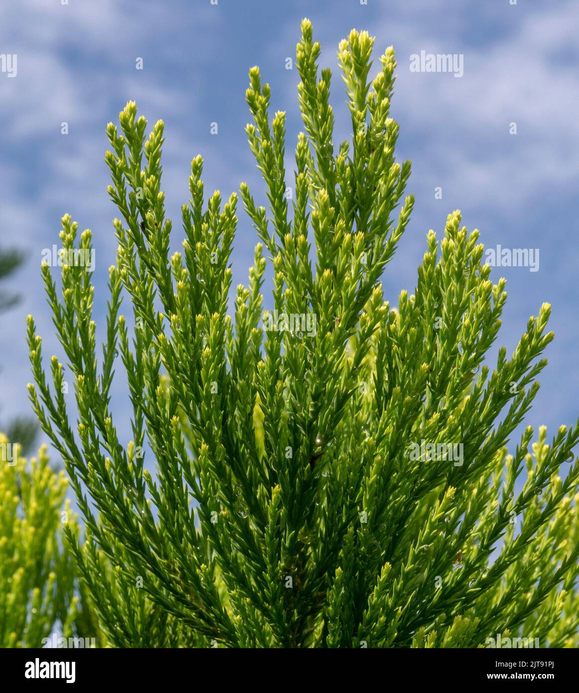 Riesige Mammutbäume, grüne Blätter und Zweige. Sequoiadendron giganteum oder Sierra Redwood Nadeln. Nahaufnahme. Details. Stockfoto