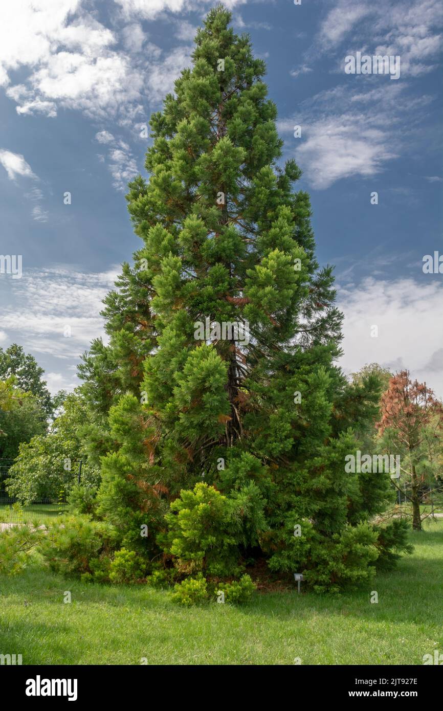 Im Park wächst der Mammutbaum (Sequoiadendron giganteum) oder der Sierran-Mammutbaum. Stockfoto