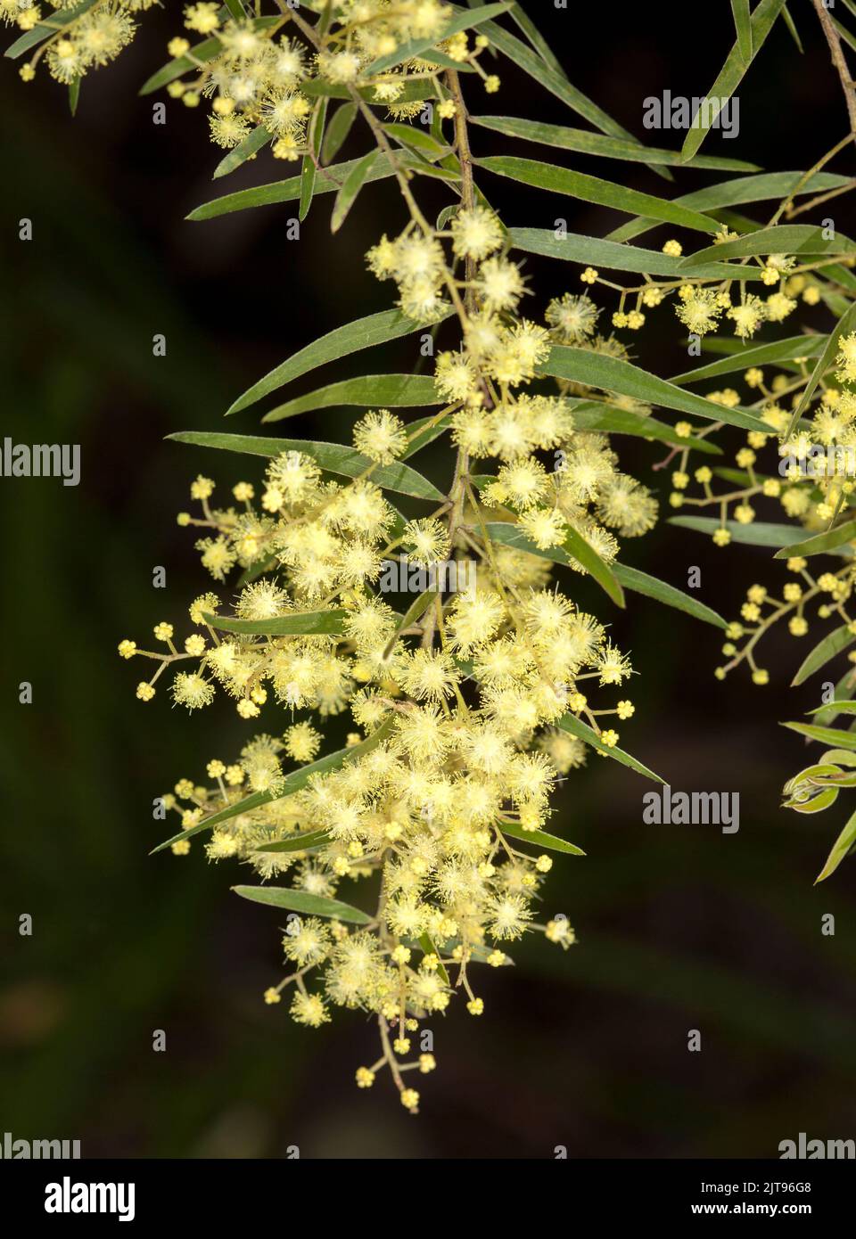 Blassgelbe parfümierte Blüten von Acacia fimbriata, Brisbane Wattle, einem australischen einheimischen Strauch, auf dunklem Hintergrund Stockfoto