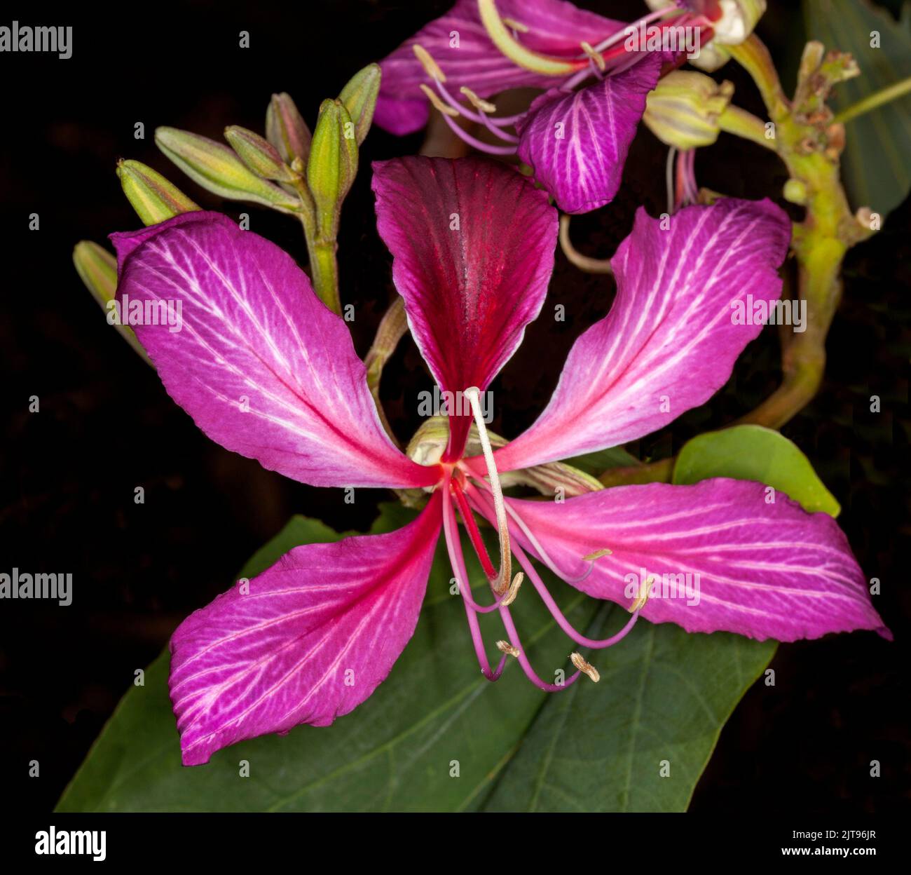 Spektakuläre rote / rosa Blume und grüne Blätter von Bauhinia blakeana, sommergrüner Hong Kong Orchideenbaum, auf dunklem Hintergrund, in Australien Stockfoto