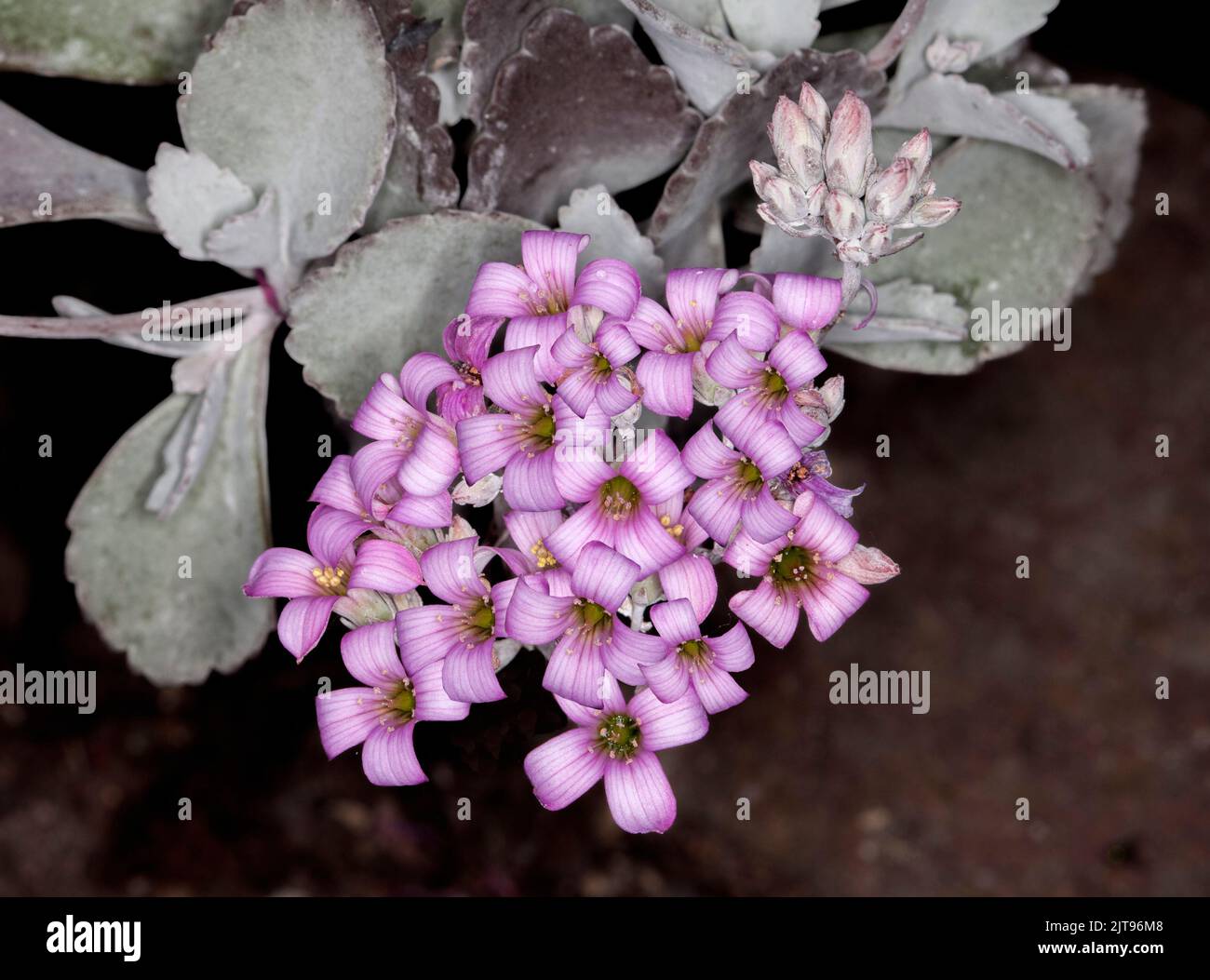 Gruppe von blassrosa Blüten der Trockenheit tolerant Sukulente Pflanze Kalanchoe pumila 'Quick Silver' mit silbergrauen Blättern auf dunklem Hintergrund Stockfoto