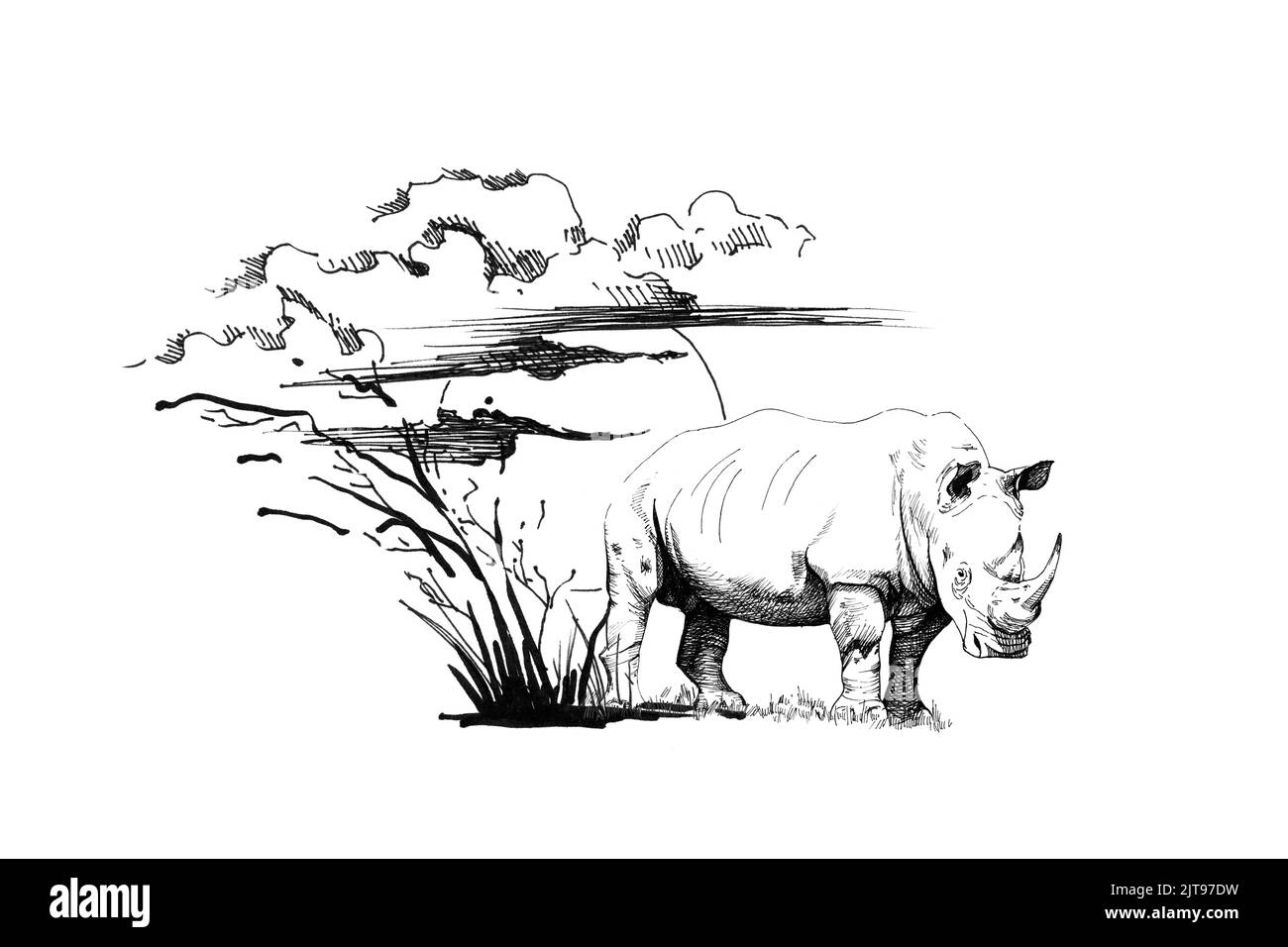 Nashorn bei Sonnenuntergang mit Gras und Wolken. Sammlung von handgezeichneten Illustrationen (Originale, keine Nachzeichnung) Stockfoto