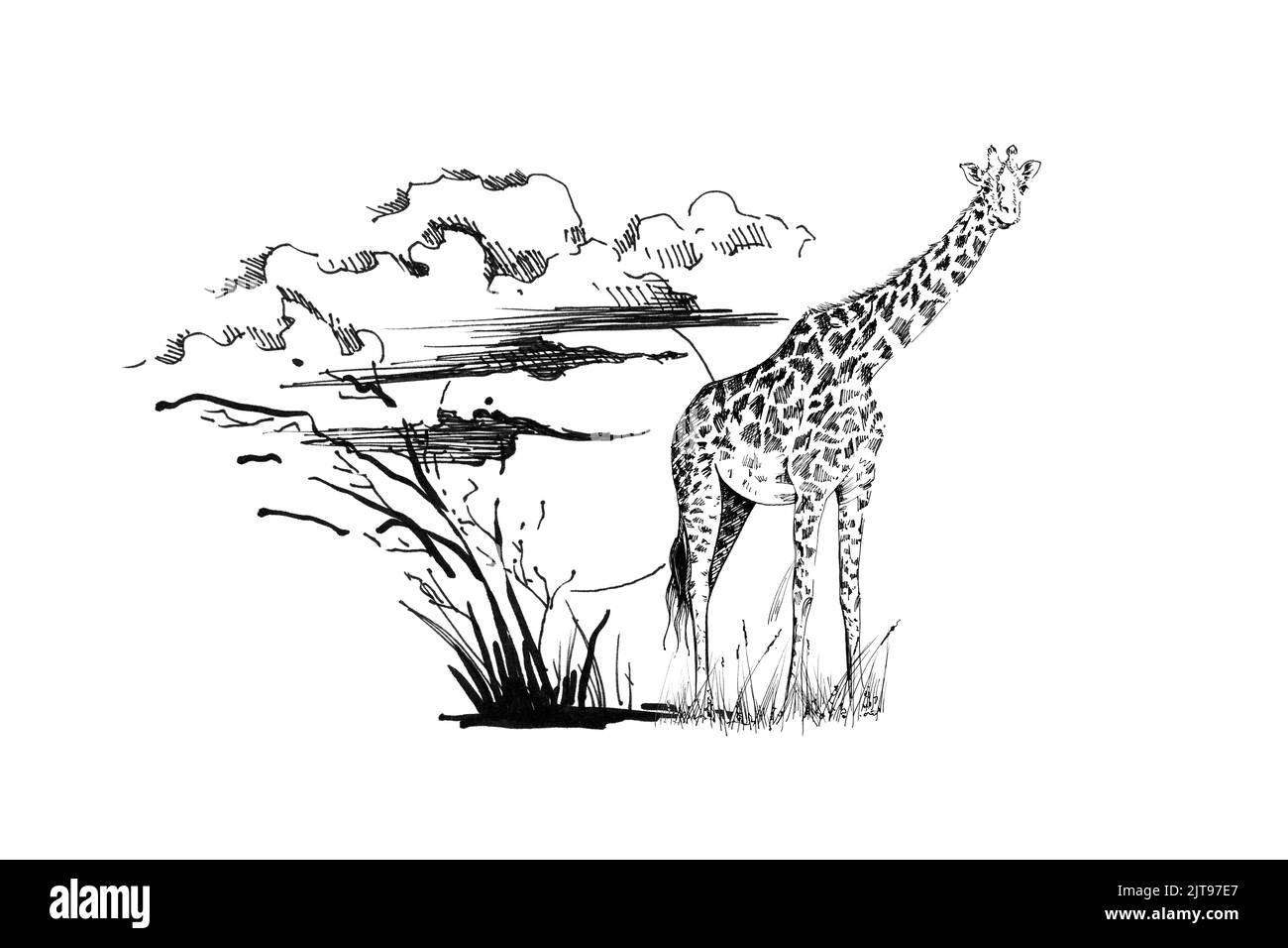 Giraffe bei Sonnenuntergang mit Gras und Wolken. Sammlung von handgezeichneten Illustrationen (Originale, keine Nachzeichnung) Stockfoto
