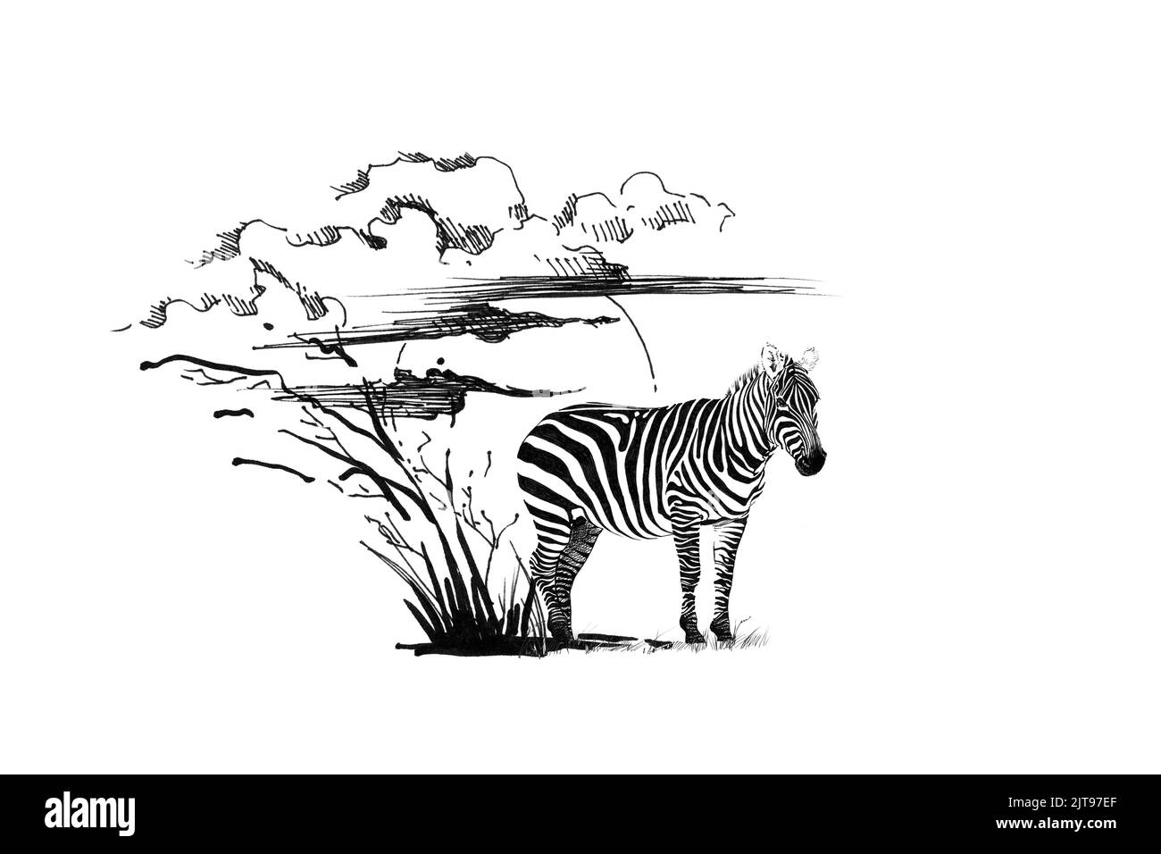 Zebra bei Sonnenuntergang mit Gras und Wolken. Sammlung von handgezeichneten Illustrationen (Originale, keine Nachzeichnung) Stockfoto