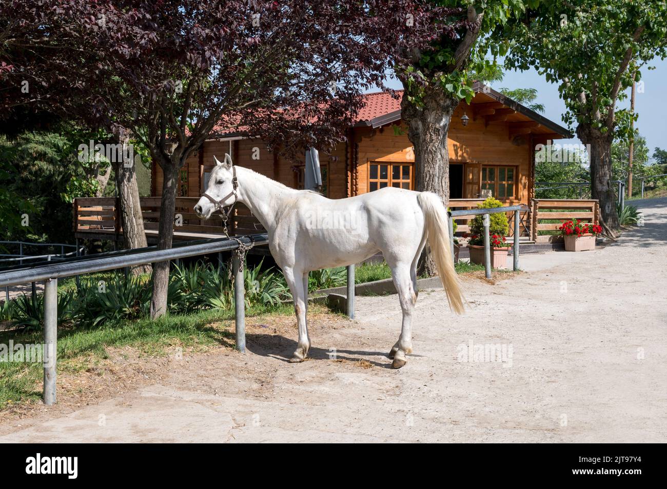 Loyales weißes Pferd, das an einem Metallzaun in der Nähe üppiger Bäume und eines Holzhauses an sonnigen Sommertagen auf dem Land befestigt ist Stockfoto