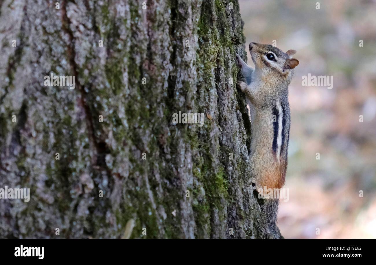 Kleiner Chipmunk, der einen Baum klettert Stockfoto