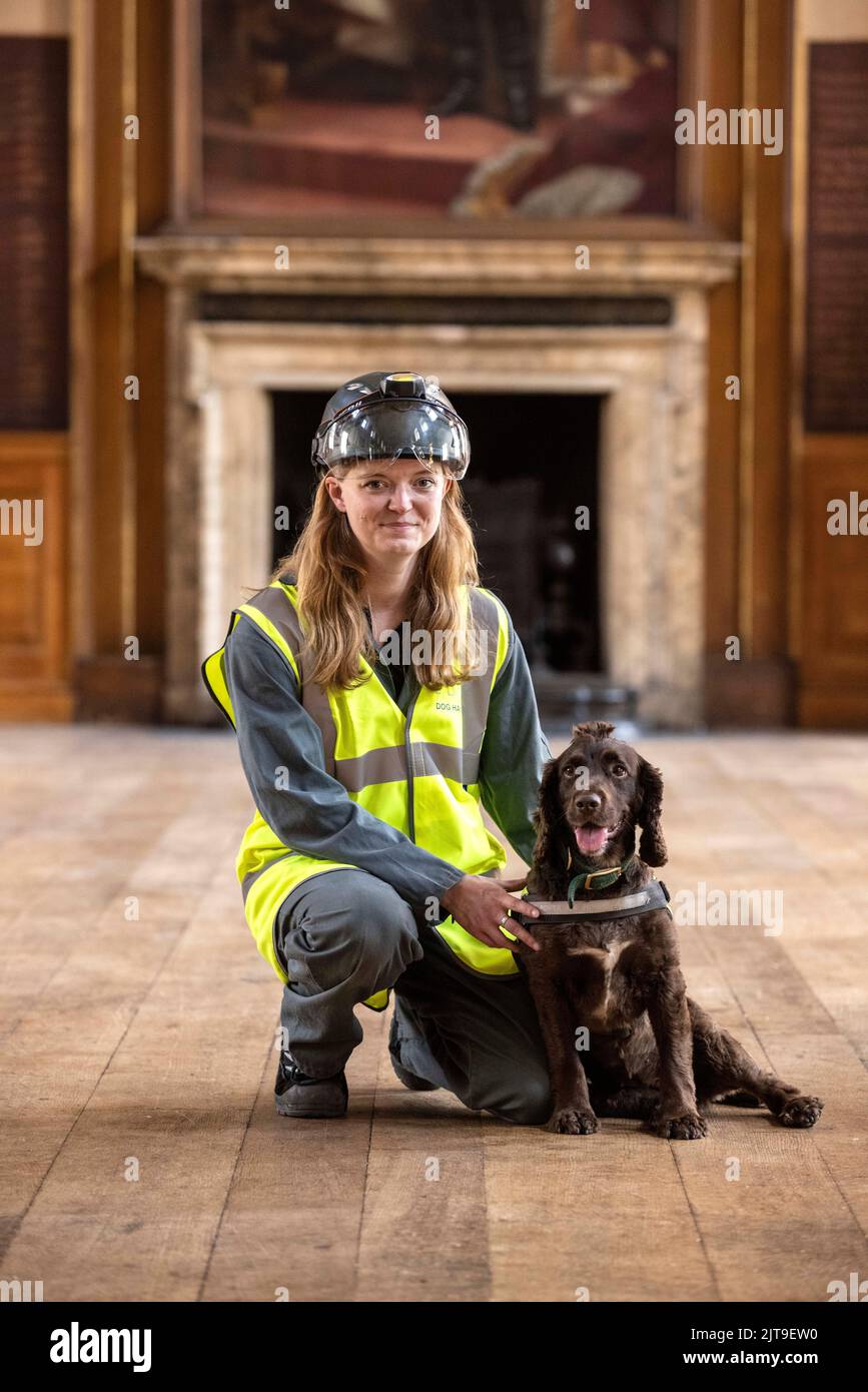 National Dogs Day – Pip, ein „verrottungsvoller Hund“, der mit dem Hundeführer Isobel Mar im St. Bartholomew’s Hospital North Wing, Großbritannien, nasse und trockene Fäule herausschnuppern ‘ Stockfoto