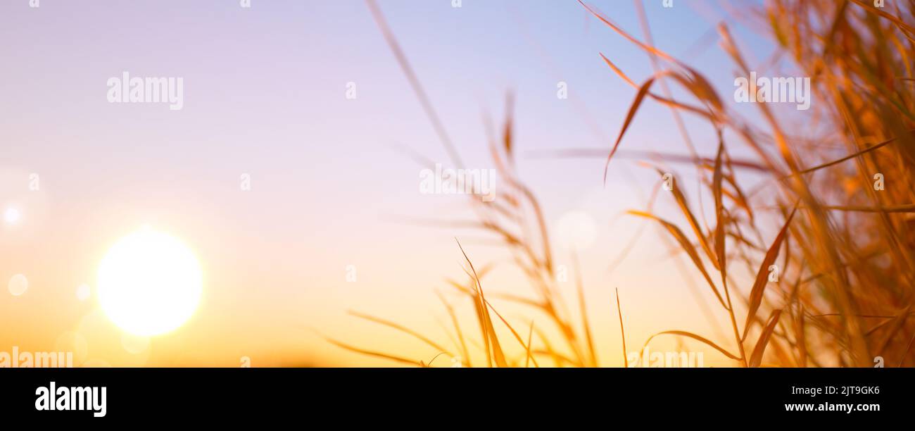 Abstrakt verschwommenes Bokeh heller Herbsthintergrund; schöner Sonnenaufgangshimmel über Herbstwiese mit trockenem Gras Stockfoto
