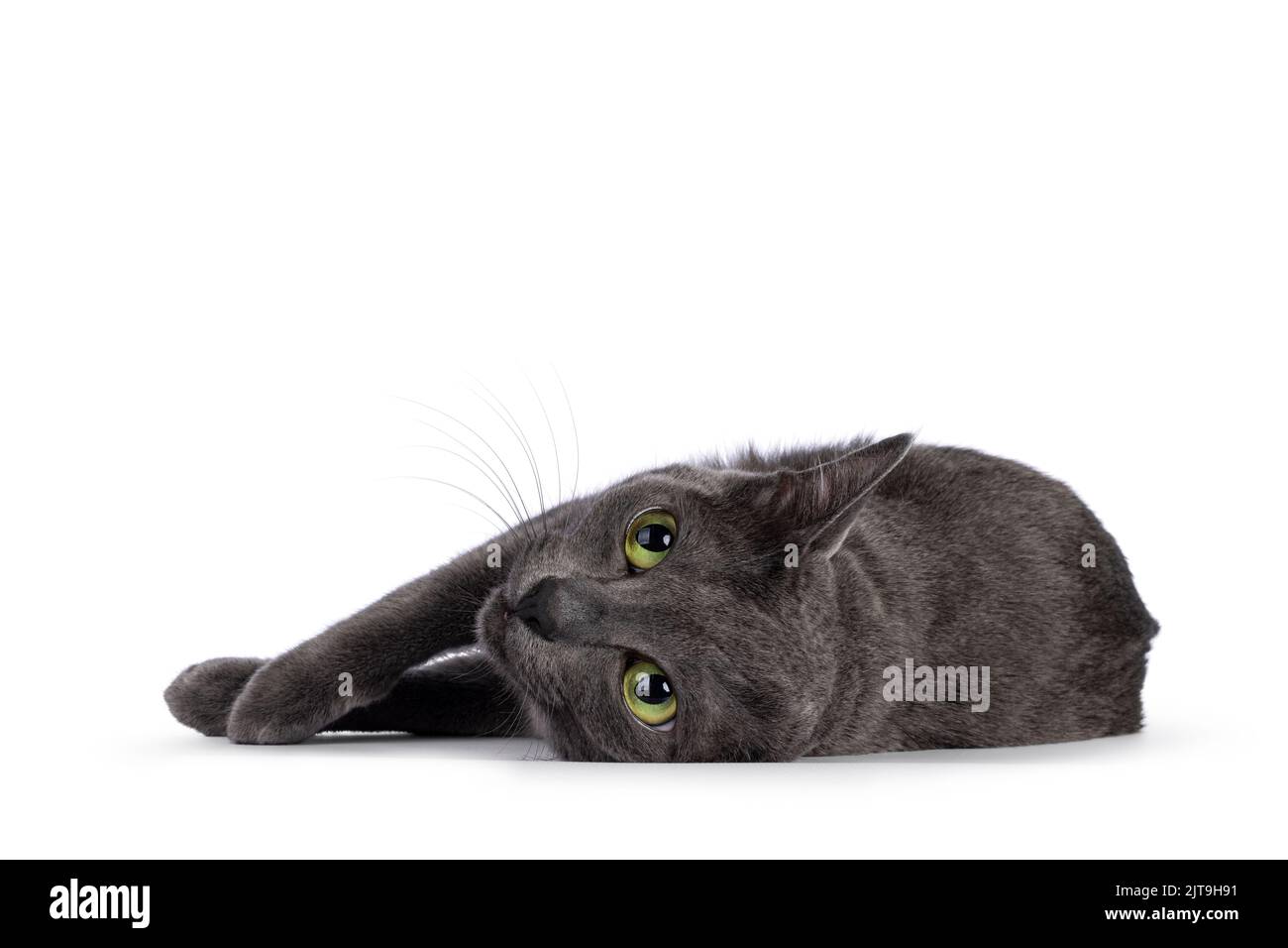 Junge Erwachsene Korat-Katze, die sich sehr entspannt an der Seite hinlegt. Mit grünen Augen von der Kamera wegschauen. Isoliert auf weißem Hintergrund. Stockfoto