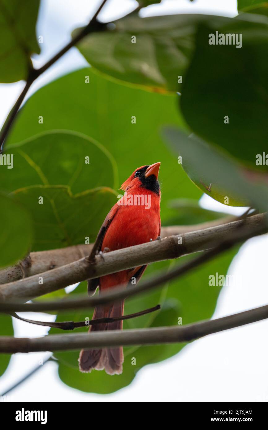 Eine Nahaufnahme eines roten Kardinalvogels, der auf dem Ast thront Stockfoto