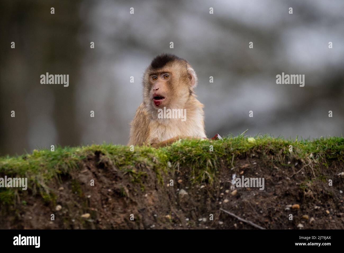 Eine flache Fokusaufnahme eines südlichen Schweinschwanzmakaken, der auf dem Gras sitzt Stockfoto