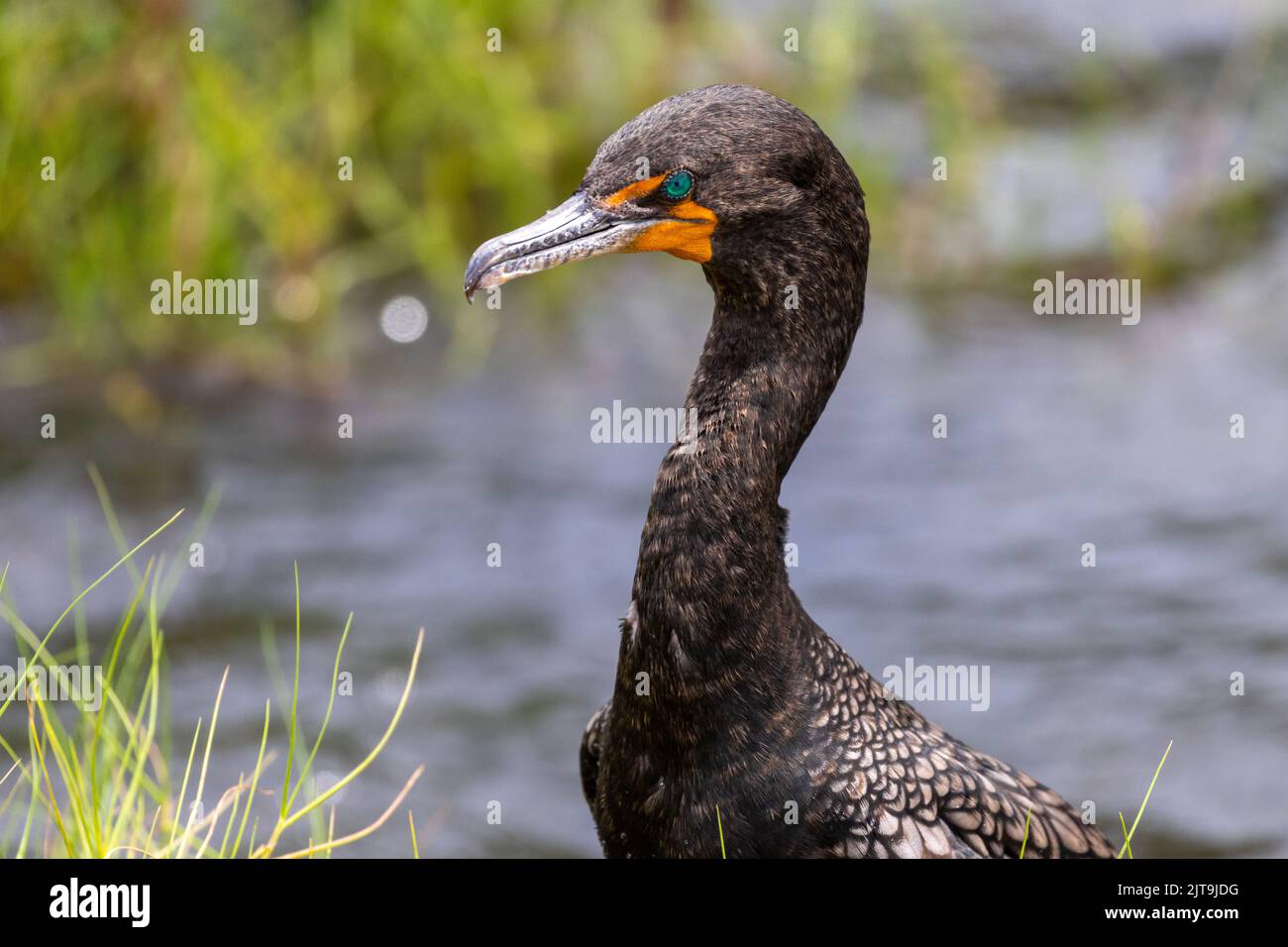Porträt eines Kormorans mit Doppelcrestbeulung (Phalacrocorax auritus). Stockfoto