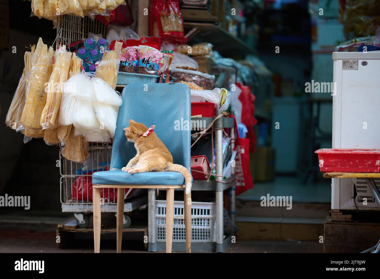 Eine niedliche Ingwer-Hauskatze, die auf einem Stuhl in einem Geschäft in Tsuen Wan, Hongkong, sitzt Stockfoto