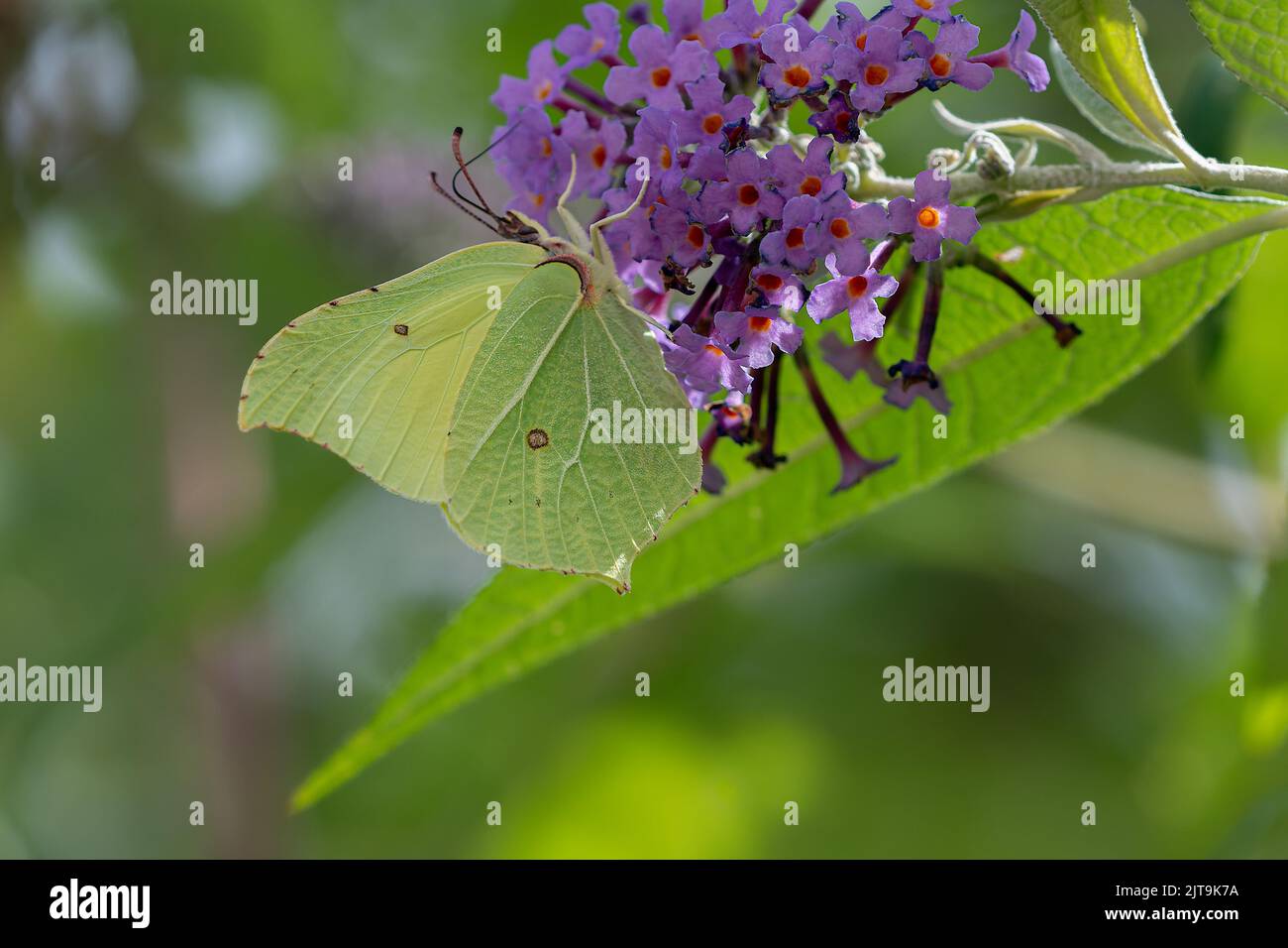 Gemeiner Brimstone Gonepteryx rhamni, der an einem Buddleia Bush in einem Nord-Norfolk-Garten in großbritannien ernährt Stockfoto