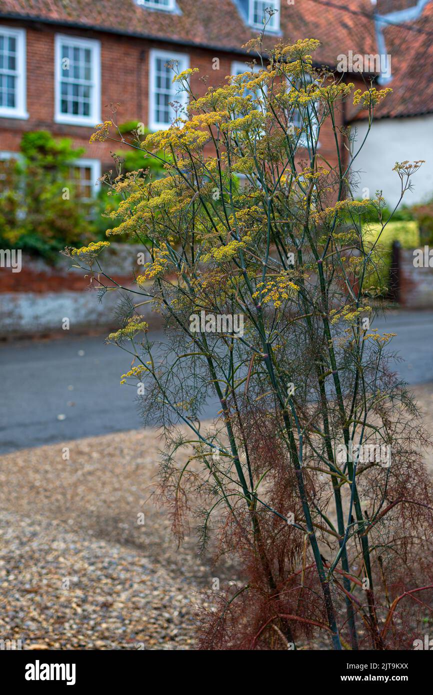Ein farbenfroher Umbellifer, der in der Einfahrt eines Hauses in North Norfolk, Großbritannien, wächst Stockfoto