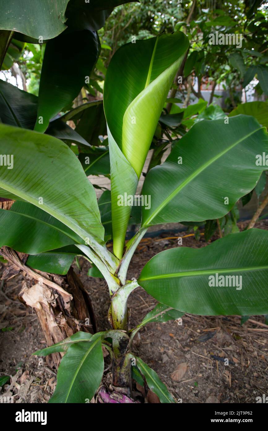 Bananenbaum bltter -Fotos und -Bildmaterial in hoher Auflsung  Alamy
