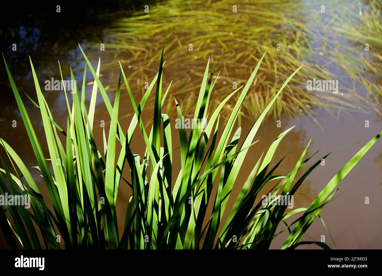 Grüne große Pflanze mit langen Blättern am kleinen See Stockfoto